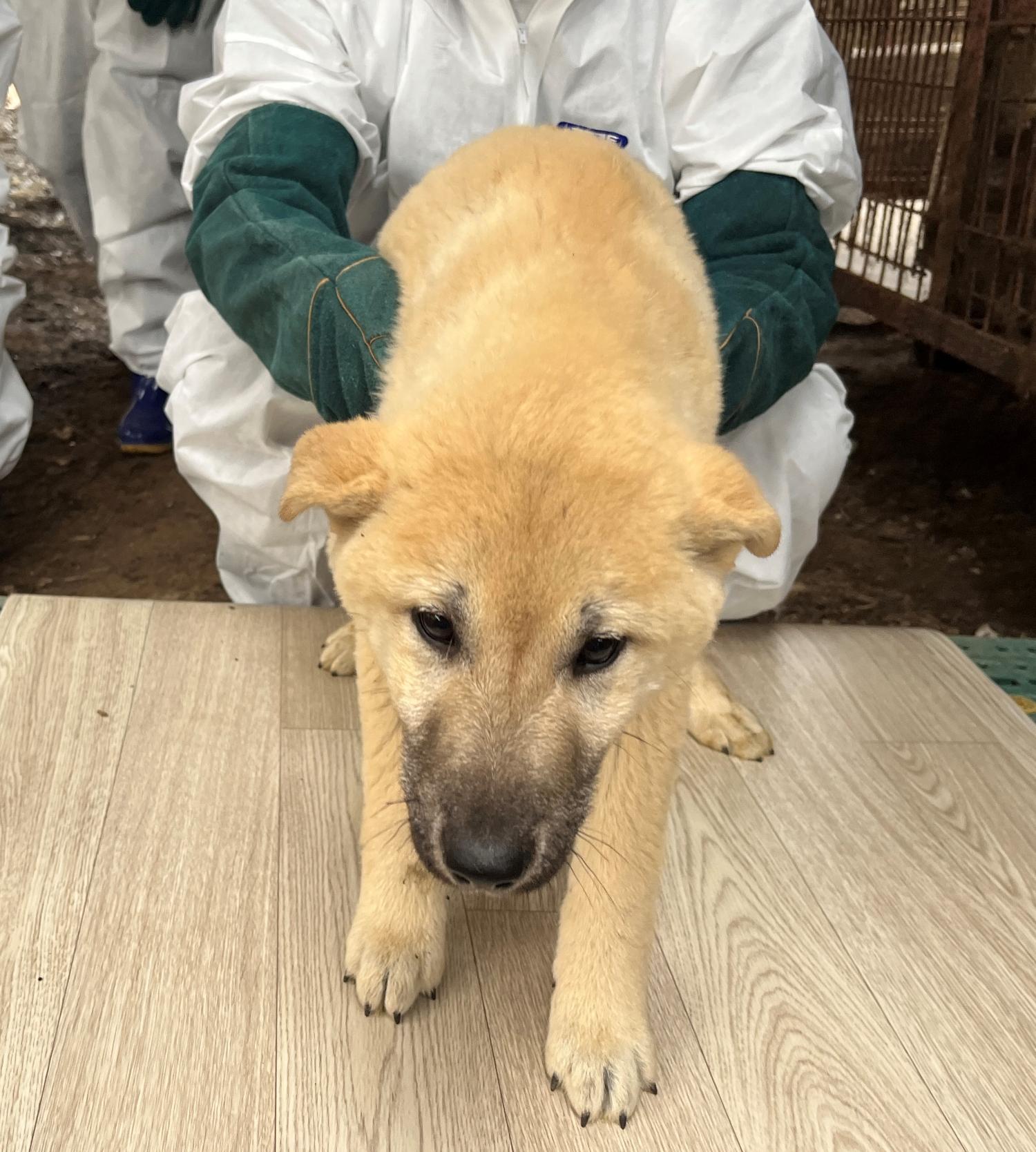 진도개메디컬센터_446500202300138